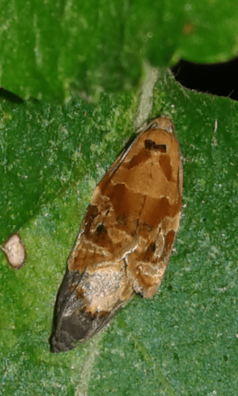 Tortricidae : coppia di Ditula angustiorana